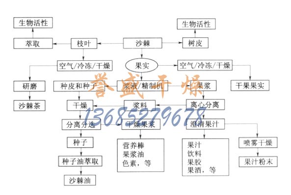 沙棘的加工流程